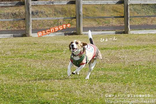 ビーグル きなこ