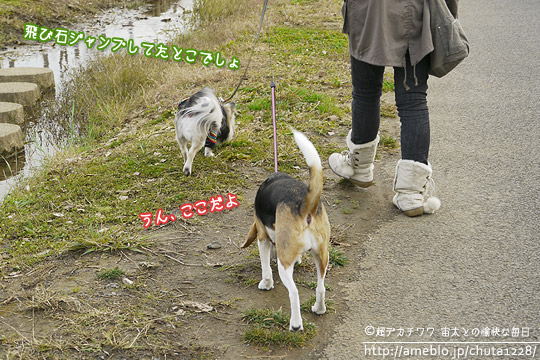 ビーグル きなこ