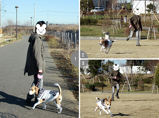 ビーグル きなこ