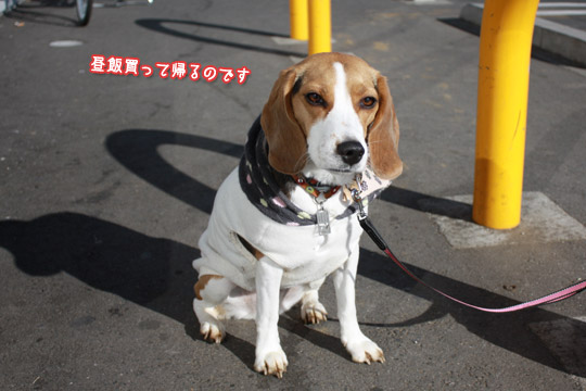 ビーグル きなこ