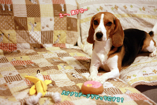 ビーグル きなこ