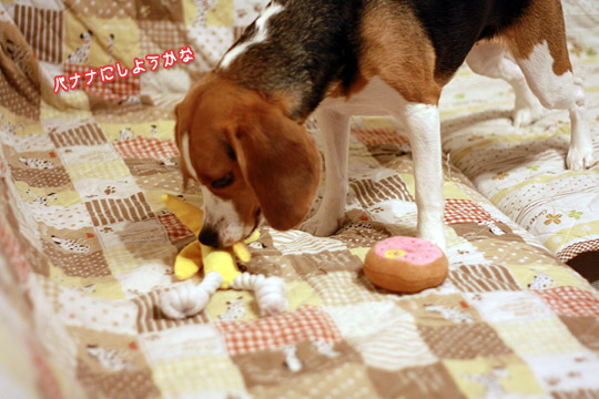ビーグル きなこ