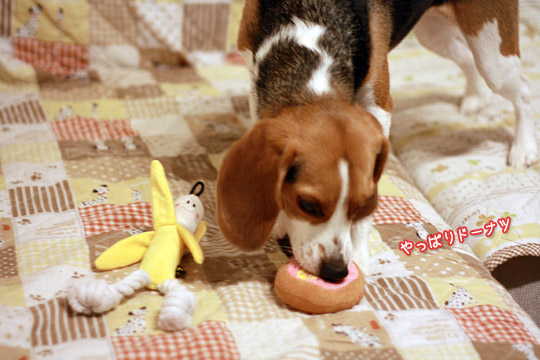 ビーグル きなこ