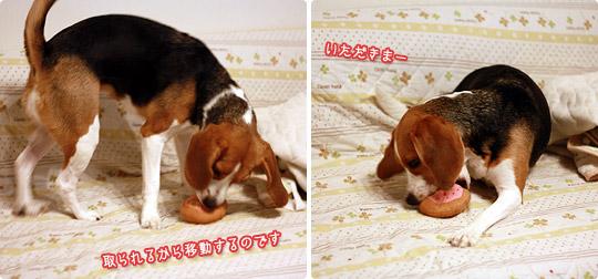 ビーグル きなこ