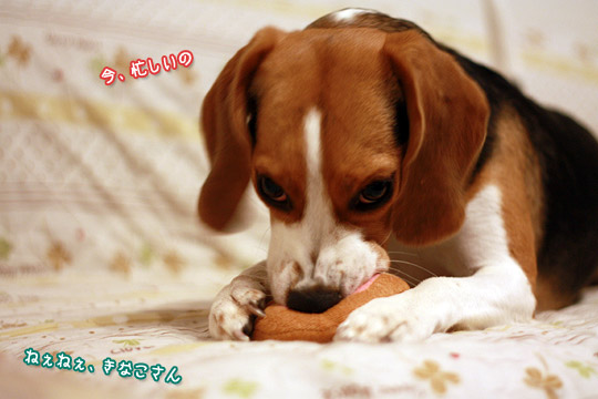 ビーグル きなこ