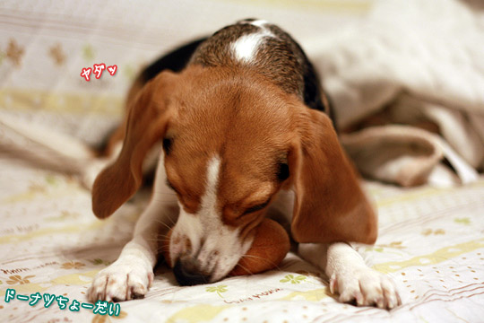 ビーグル きなこ