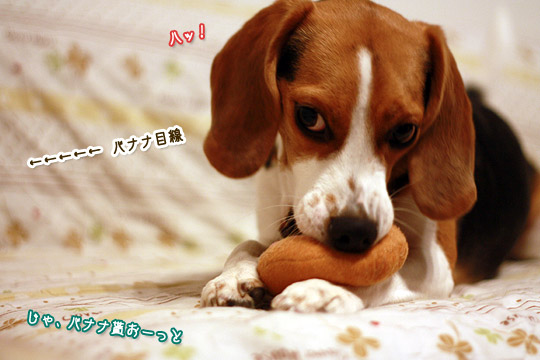 ビーグル きなこ