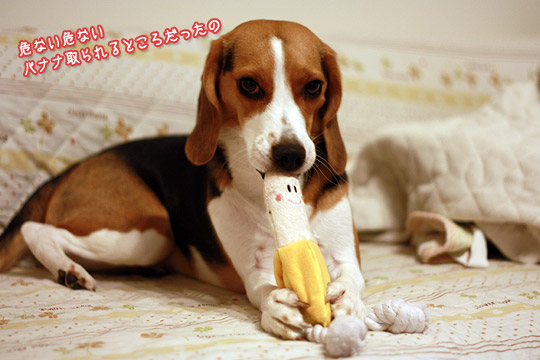 ビーグル きなこ