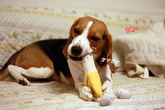 ビーグル きなこ