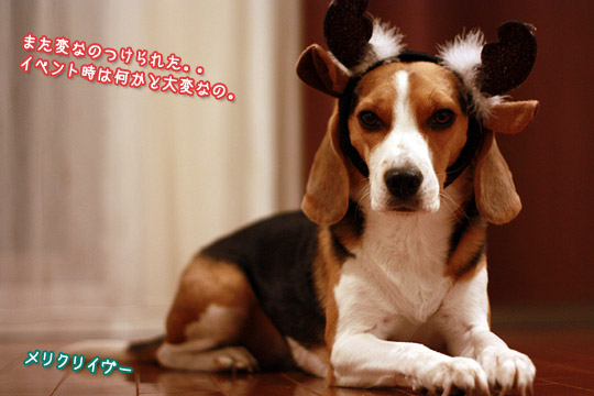 ビーグル きなこ