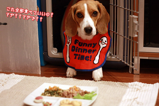 ビーグル きなこ