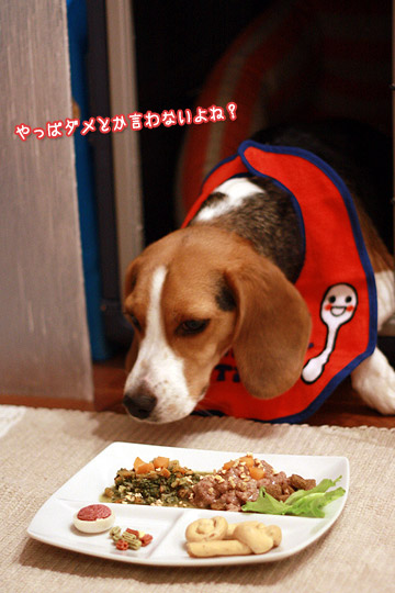 ビーグル きなこ