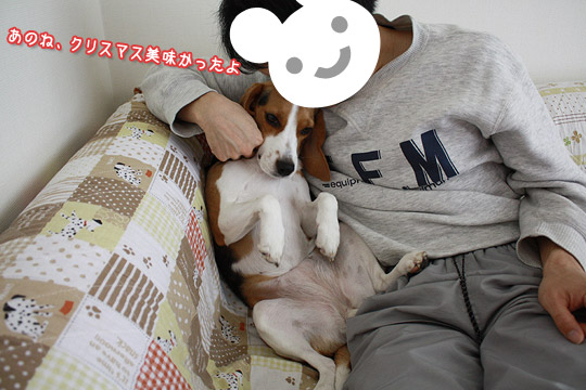 ビーグル きなこ