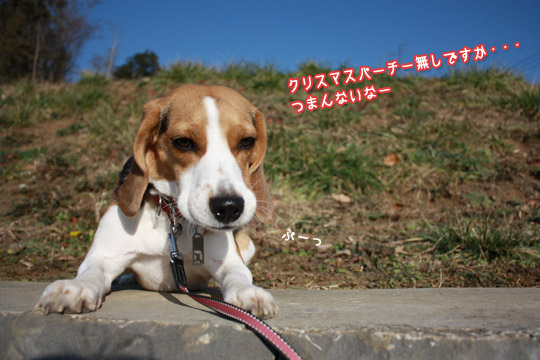 ビーグル　きなこ