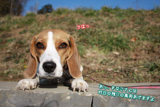 ビーグル　きなこ