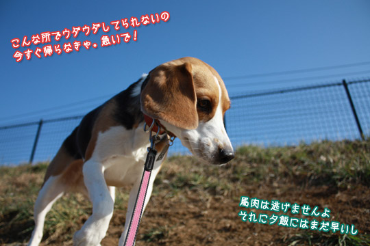 ビーグル　きなこ