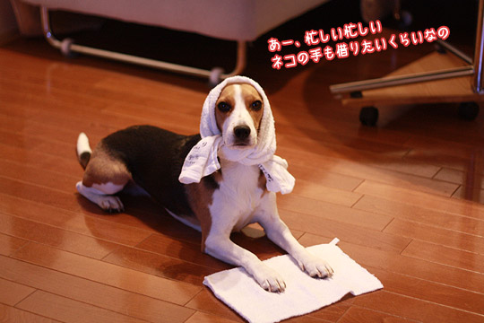 ビーグル きなこ