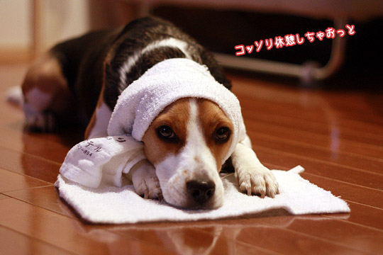 ビーグル きなこ