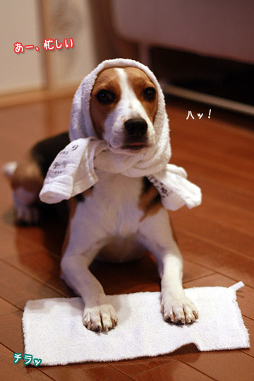 ビーグル きなこ