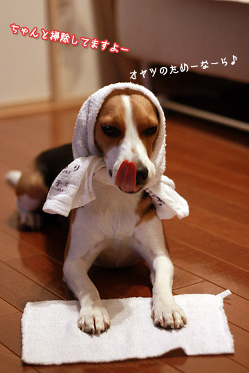 ビーグル きなこ