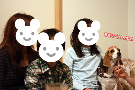 ビーグル きなこ