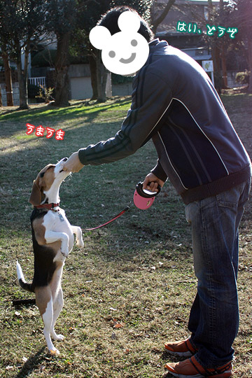 ビーグル きなこ