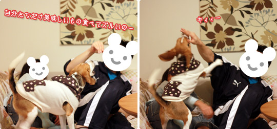 ビーグル きなこ