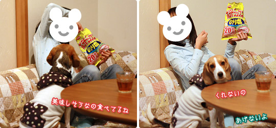 ビーグル きなこ