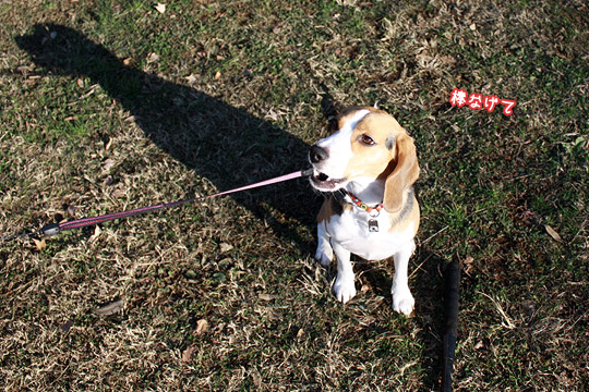 ビーグル きなこ