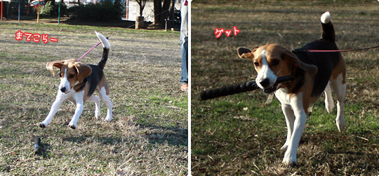 ビーグル きなこ