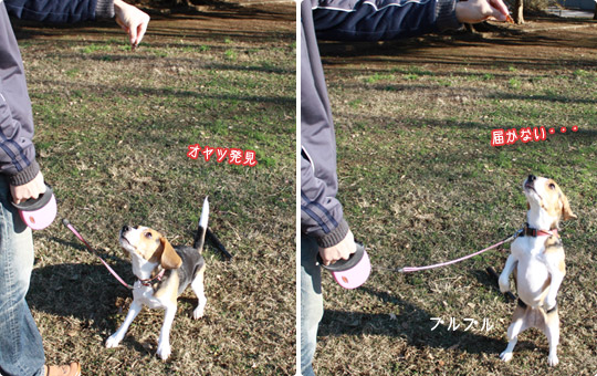 ビーグル きなこ