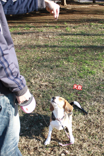 ビーグル きなこ