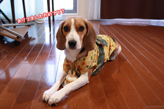 ビーグル きなこ