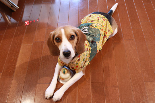 ビーグル きなこ