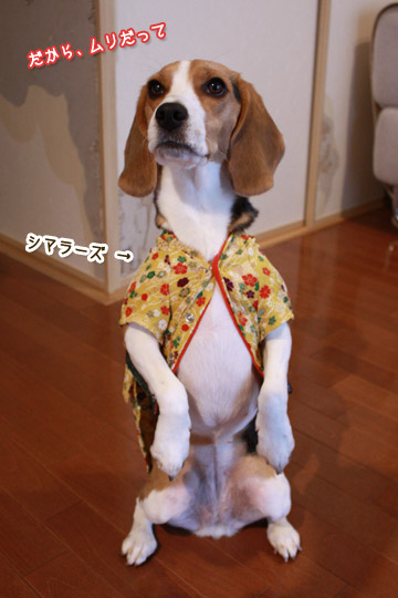 ビーグル きなこ