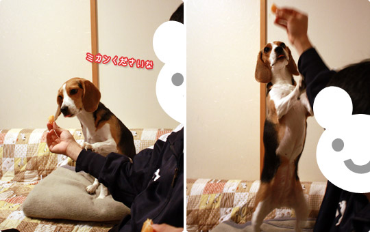 ビーグル きなこ