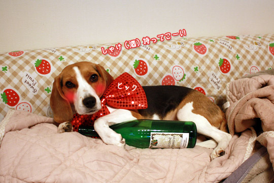 ビーグル きなこ