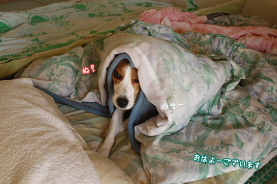 ビーグル きなこ