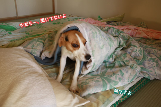 ビーグル きなこ