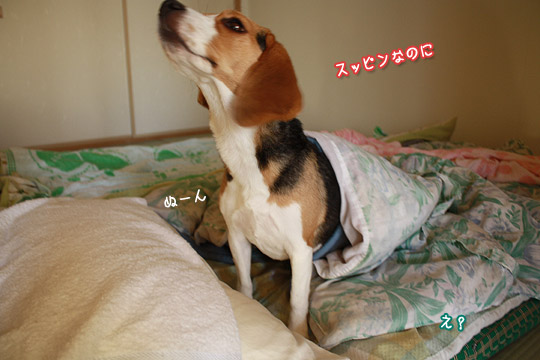 ビーグル きなこ