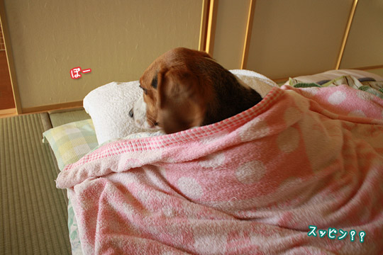ビーグル きなこ