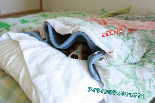ビーグル きなこ