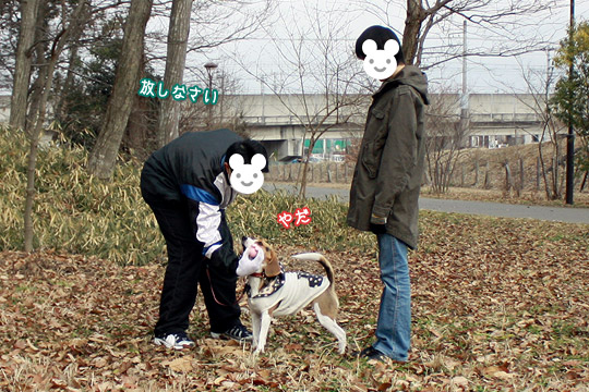 ビーグル きなこ