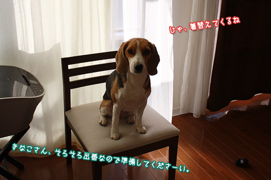 ビーグル きなこ