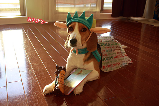 ビーグル きなこ