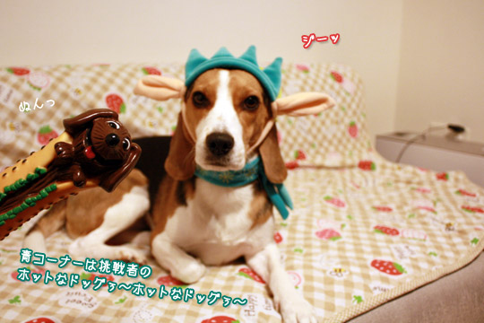 ビーグル きなこ