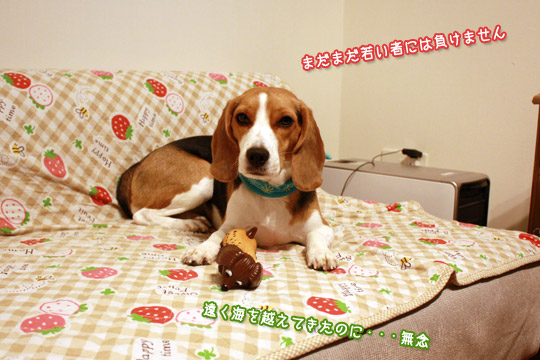 ビーグル きなこ