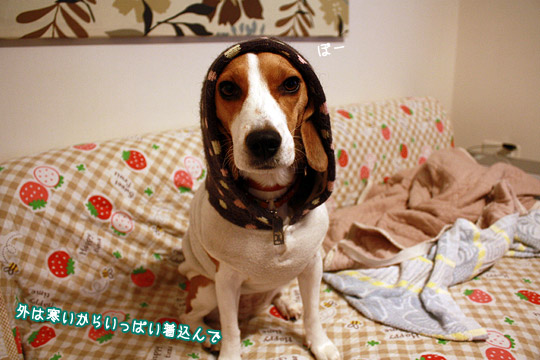 ビーグル きなこ
