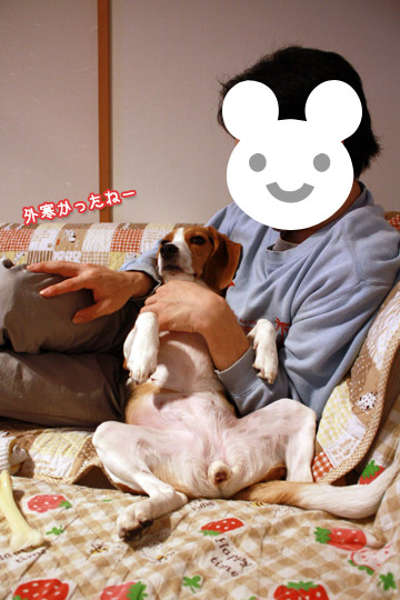 ビーグル きなこ