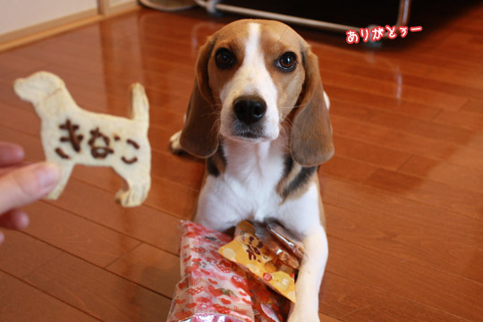 ビーグル きなこ